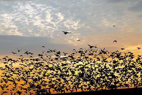 ஒளி நிழல் முற்றம் - கெவின் ஆகாஷ்