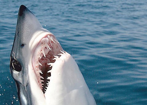 யார் வாய்க்குள் எத்தனை பற்கள்?