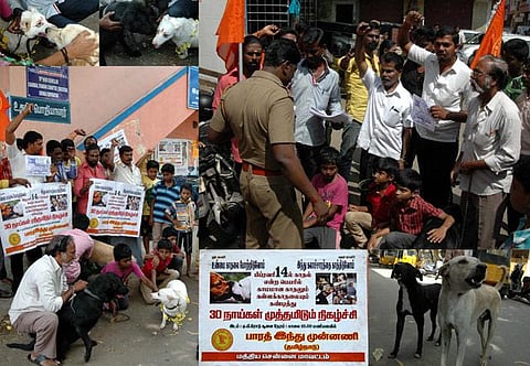 காதலர் தினத்துக்கு எதிர்ப்பு தெரிவித்து நாய்கள் முத்தமிடும் நிகழ்ச்சி ஆல்பம்