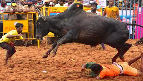 பாலமேடு ஜல்லிக்கட்டு பரபர தருணங்கள் - சிறப்பு புகைப்படத் தொகுப்பு