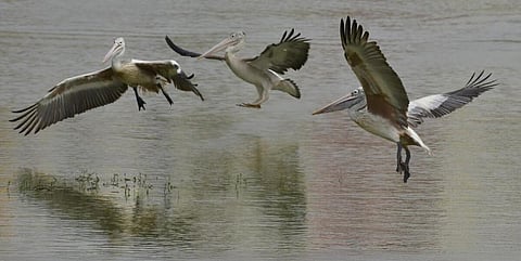 கர்நாடகா ஏரியில் ( Chunchgatta lake) குவியும் பெலிகன் பறவைகள்