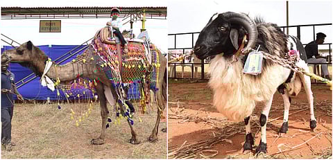 ‘கோவை விழா’வில் காங்கேயம் மாடுகள் முதல் ராஜஸ்தான் ஒட்டகம் வரை - புகைப்படத் தொகுப்பு