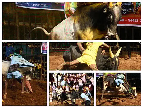 அவனியாபுரம் ஜல்லிக்கட்டு - ஆல்பம்