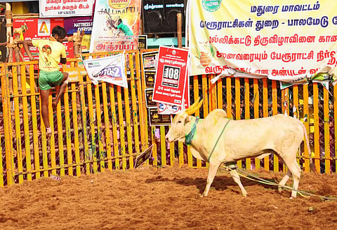 சீறிப் பாயும் காளைகள் - பாலமேடு ஜல்லிக்கட்டு: புகைப்படத் தொகுப்பு