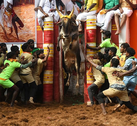அலங்காநல்லூர் ஜல்லிக்கட்டு தெறிப்புத் தருணங்கள் - சிறப்பு புகைப்படத் தொகுப்பு
