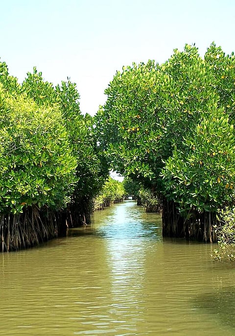 A natural wall of undulating forests
