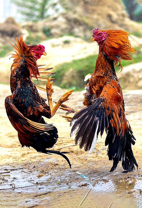 Porch roosters are a sight