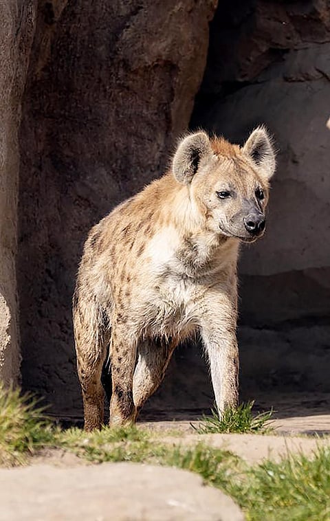 hyena