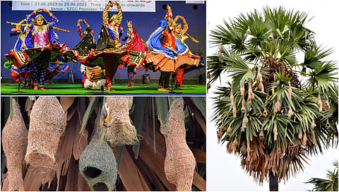 தஞ்சையில் சக்ரி நடனம் முதல் பனையில் தொங்கும் கூடுகள் வரை | நம்ம ஊரு போட்டோ ஸ்டோரி @ ஜூன் 27, 2023