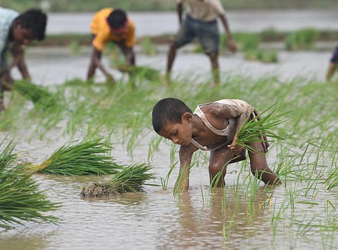 உ.பி பயிர் சாகுபடியில் ஒரு நாள்...!: சிறப்பு ஆல்பம்