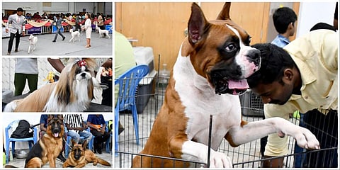 மதுரையில் நாய்கள் கண்காட்சி புகைப்படத் தொகுப்பு