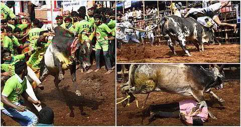 Avaniapuram jallikattu album