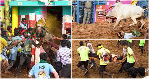 Palamedu jallikattu album