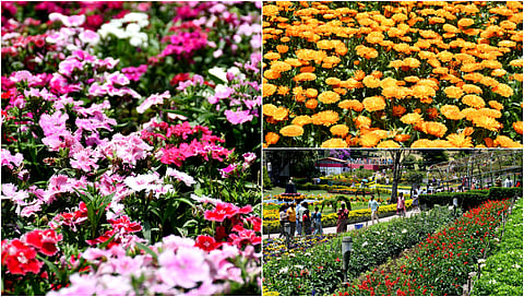Flower show at kodaikkanal album
