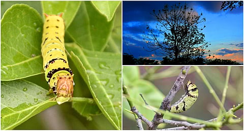 Tamilnadu photo story