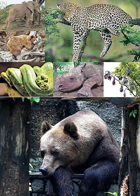 The strange sleep of animals and fun facts