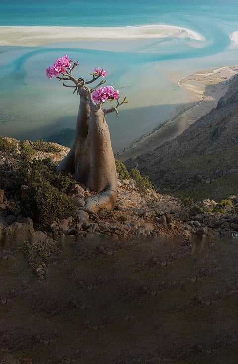 Yemen Socotra dragon trees