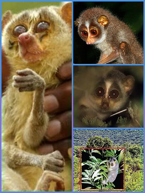 Characteristics and some information about Slender loris