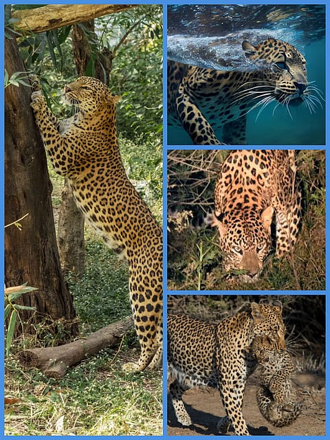 Why does a leopard climb a tree and eat