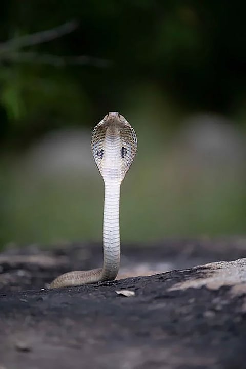 indian cobra