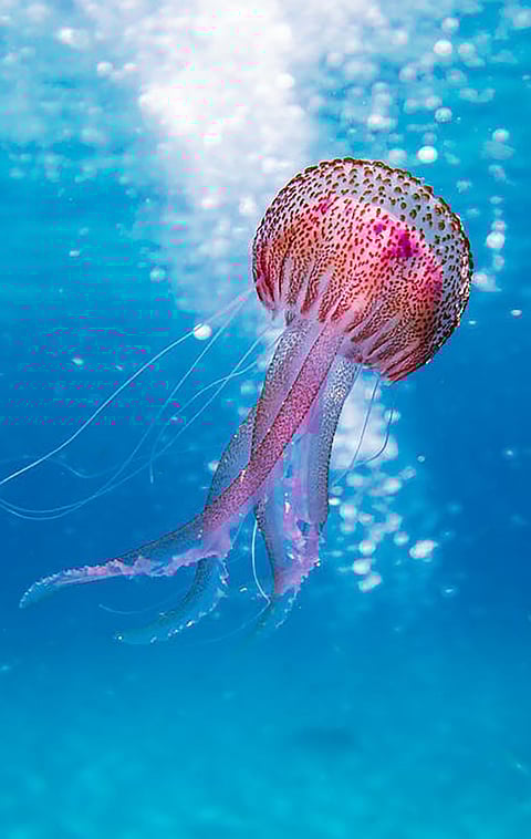 Jellyfish