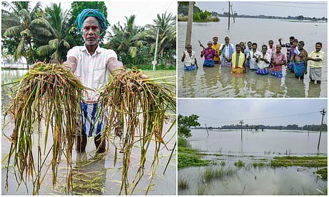 2,000 acres of samba crops submerged in rain in Thanjavur
