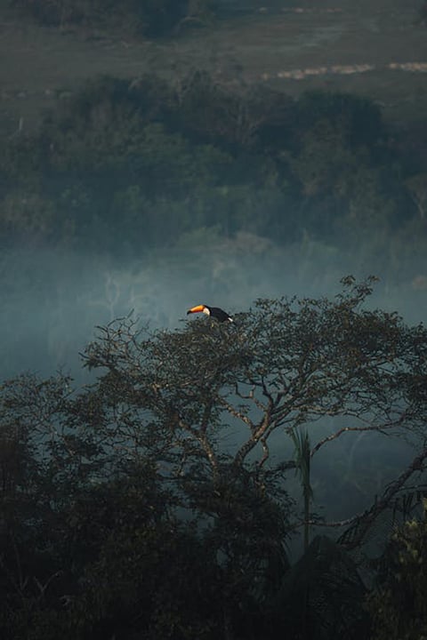 Amazon forest explained