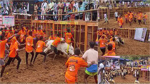 avaniyapuram jallikattu clicks