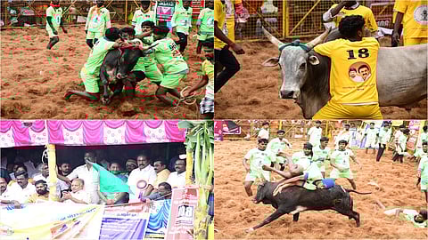 palamedu jallikattu clicks