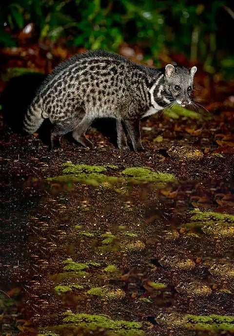 Malabar Civet facts
