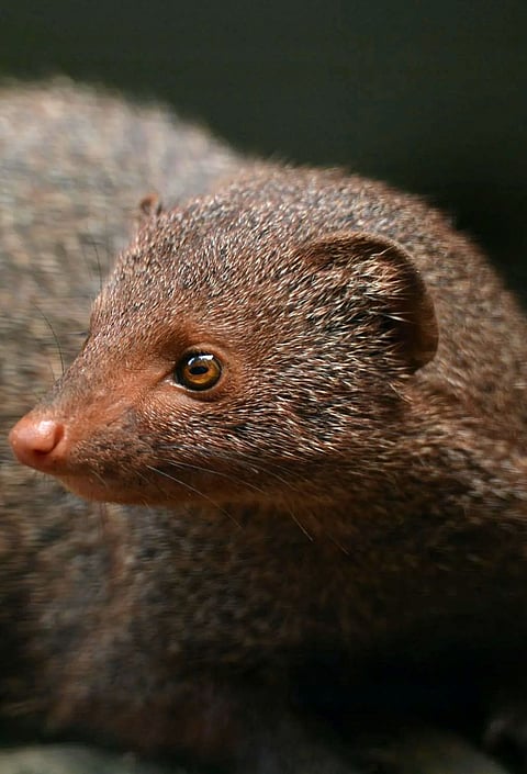 Mongoose