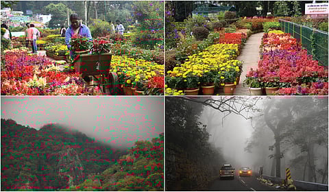 Salem Yercaud Flower Show
