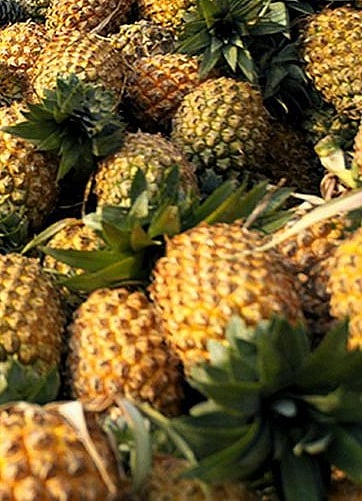 Why is Pineapple Important to Us? - Siddha Medicine Notes