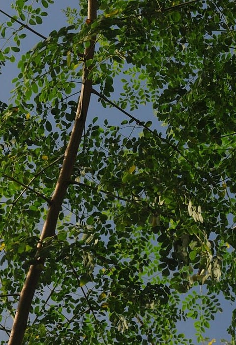 What are the Benefits of Drumstick Leaves?