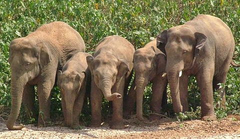 யானை என்ன யானை!