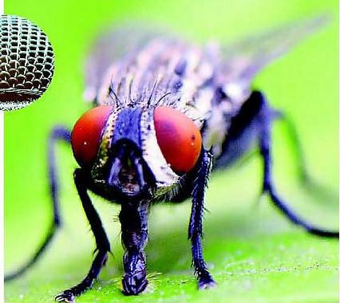 எங்கிட்ட மோதாதே.. நா ஈயாதி ஈயனடா!﻿