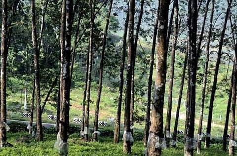 குமரியை விட்டுக் கைமாறும் ரப்பர் தொழிற்சாலை