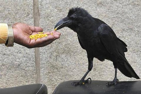 காகமும் நாமும்