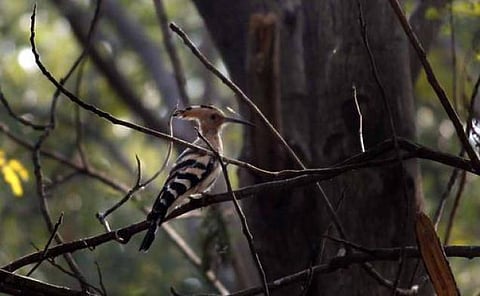 மரங்கொத்தியே மரங்கொத்தியே!