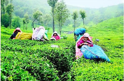 இந்தியா-பாகிஸ்தான் நல்லுறவில் விரிசல்; தேயிலை வர்த்தகம் பாதிப்பு