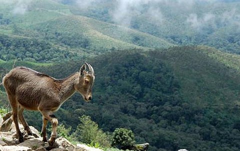 சோலைமந்தியும் வரையாடும்