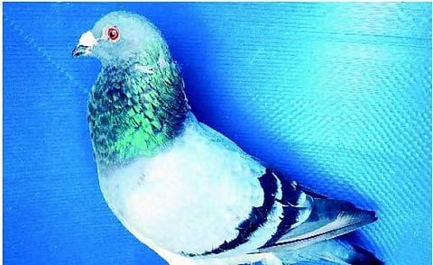 1500 கிலோ மீட்டர் தூர பந்தயம்: சென்னை புறா சாம்பியன்