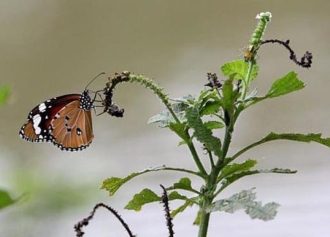 புத்துயிர் பெறுமா வண்ணத் தூதர்கள் வாழ்க்கை?