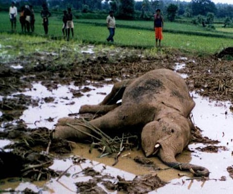 யானை அழிவதால் நமக்கு என்ன பிரச்சினை?