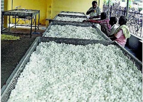 பட்டு ஜவுளி விலை உயரும் அபாயம்