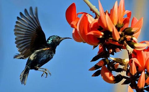 இந்த நாளின் பெயர் தேன்சிட்டு