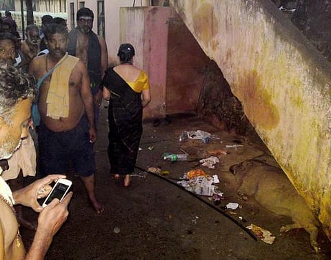 திரும்பும் பக்கமெல்லாம் பன்றிகள்.. அசுத்தமாகும் சபரிமலை