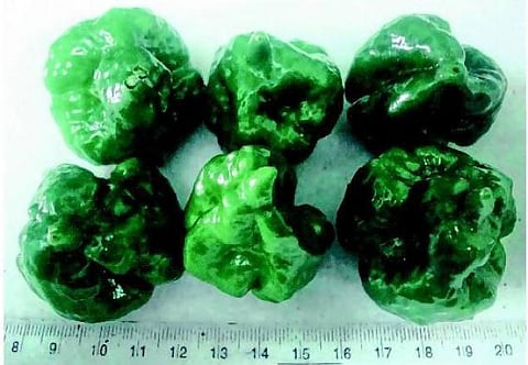 நெய்மணம் கமழும் மிளகாய்! - புதுவை விவசாயி சாதனை