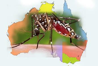 ஆஸ்திரேலியாவில் 70 ஆண்டுகளுக்குப் பின் டெங்கு நோய் தாக்கம்: சுகாதாரத்துறை அதிர்ச்சி