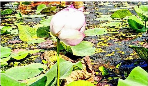 காலங்கள் தாண்டி ஒலிக்கும் லல்லாவின் பாடல்